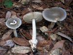 Amanita constricta - Fungi Species